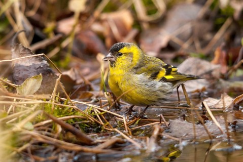 Carduelis spinus, siskin, spinus spinus, siskin, bath, bath, bird bath, birds, garden, male,