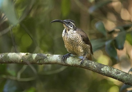 Paradise Riflebird (Ptiloris paradiseus) female, Queensland, Australia
