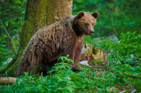 A brown bear sitting by some dense bushes in the forest, European brown bear (Ursus arctos),