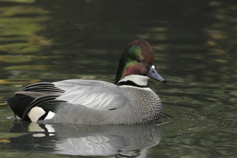 Falcated Duck (Mareca falcata) male, California, USA