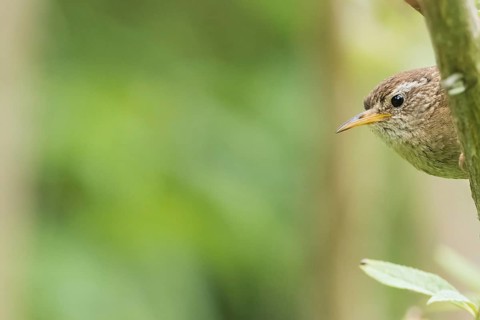 A wren (Troglodytes troglodytes) peeks curiously into the frame from a branch against a blurred