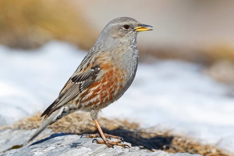 Alpine Accentor (Prunella collaris), Valais, Switzerland