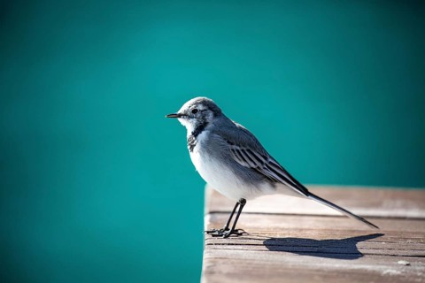 Bird on a wooden jetty against a turquoise background in sunlight, white wagtail (Motacilla alba),