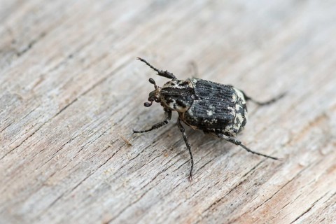 Leaf horn beetle, rotting wood scarab beetle, scarabaeidae, stumbling beetle, valgus hemipterus,
