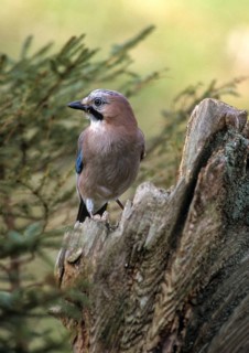 Jays, Garrulus glandarius, jay, birds, corvidae family of birds, high size, portrait format,