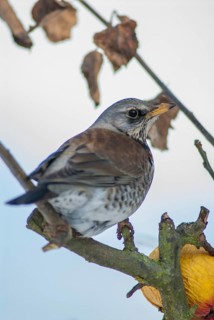 Field Fare, Turdus Pilaris, Juniper Thrush, Birds, Thrush, Garden, High Size, Portrait Format,