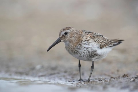 Dunlin (Calidris alpina) foraging, Mecklenburg-Western Pomerania, Germany