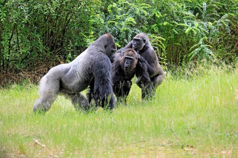 Western gorilla (Gorilla gorilla), adult, male, silverback, female, group, social behaviour, on the