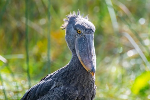 Shoebill (Balaeniceps rex), juvenile, animal portrait, swamps of Mabamba, Lake Victoria, Uganda