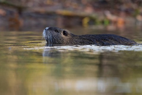 Nutria (Myocastor coypus) in a body of water, Osnabrück, Lower Saxony, Germany