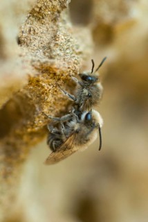 Colletes spec, hymenoptera, silk bee spec., Bulgaria, high size, portrait format, insects, copula,