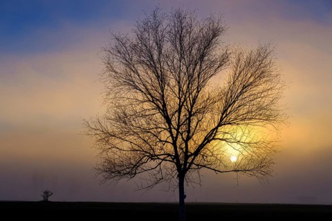 Sunset with fog, Benediktbeuern, Benediktbeurer Moor, Upper Bavaria, Bavaria, Germany