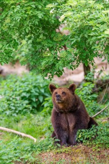 A female brown bear (Ursus arctos arctos) is sitting in dense vegetation on hilly terrain, sniffing