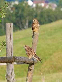 Kestrel (Falco tinnunculus), two young birds perched on a post, Solms, Hesse, Germany