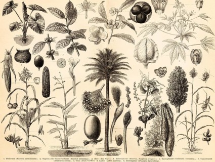 Food plants, nutrition, stimulants, leaves, flowers, fruits, seeds, arrowroot (Maranta
