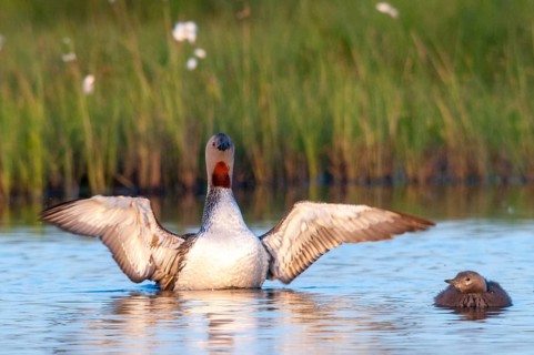Finland, Gavia Stellata, Red-Throated Diver, Star Diver, Birds, Diver, Gaviidae, Grebe, Loons,