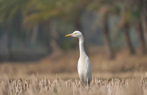 Cattle Egret (Bubulcus ibis) standing in a harvested paddy field, Sreepur, Gazipur, Bangladesh