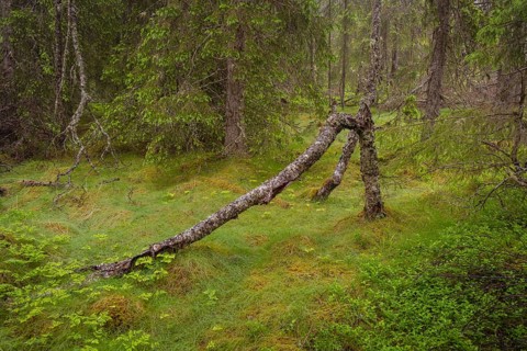 View of a born branch in a densely overgrown forest in rain, Gol, Halligdal, Buskerud, Norway