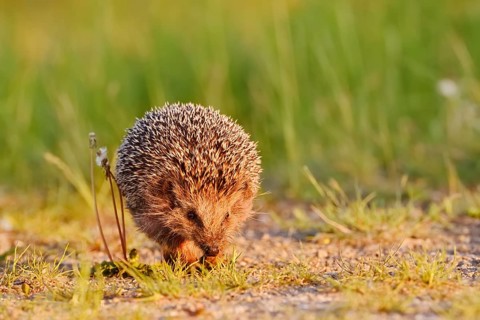 Brown-breasted hedgehog or Western European hedgehog (Erinaceus europaeus), North Rhine-Westphalia,