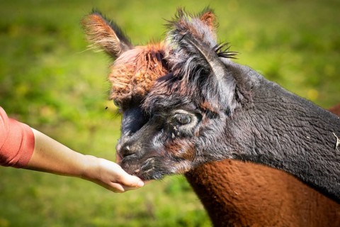 A llama is being fed by hand, with the focus on its thick brown coat. Friendly atmosphere, alpaca