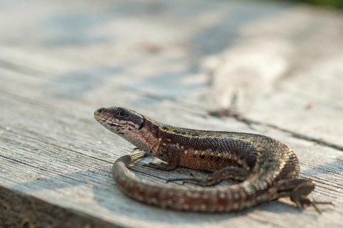 Mountain lizard, Finland, Lacerta vivipara, bog lizard, viviparous lizard, zootoca, common lizard,