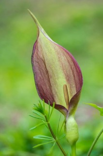 Araceae, Arum Maculatum, Spotted Arum Wand, Adder's Root, Arum Lily, Flora, High Size, Portrait,
