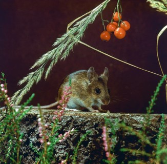 Apodemus sylvaticus, long-tailed field mouse, rodents, rodentia, forest mouse, leo, mammals, mouse,