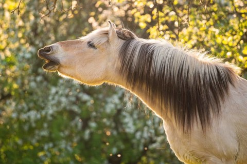 Fjord horse (Fjord pony, Norwegian), mare, portrait, evening light, in spring, blossoming trees in