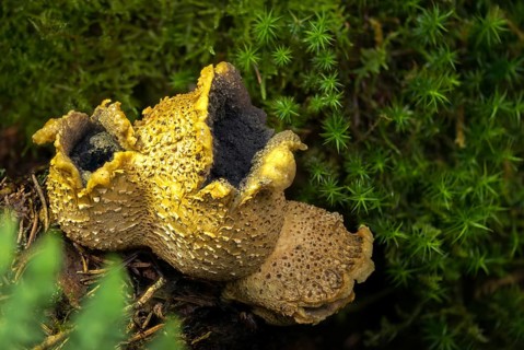 Bovist, thick-skinned potato bovist, fire mushroom, poisonous ball mushroom, potato bovist, smoke