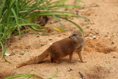 A mongoose stands on sandy ground, surrounded by green vegetation, a fox mongoose (Cynictis
