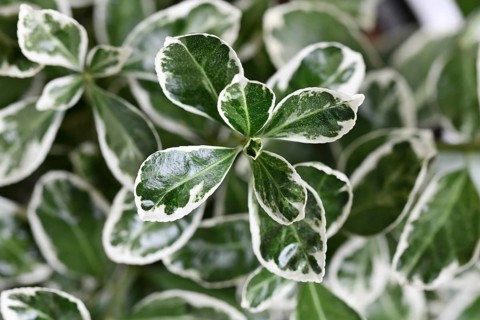 Close up of 'Euonymus Japonicus Kathy' spindle tree plant