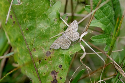 Marbled moth (Scopula immorata), moth, Austria