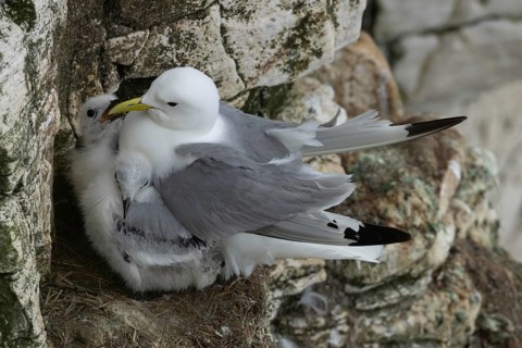 Black legged kittiwake (Rissa tridactyla) adult parent and two juvenile baby seabird birds on a
