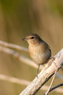 Garden Warbler, Garden Warbler, Sylvia Borin, Birds, High Size, Portrait, Passeri, Songbirds, Birds