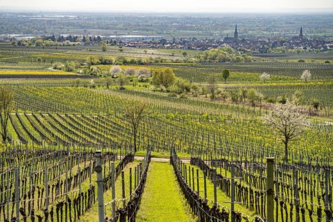 Spring in the vineyard near Sankt Martin, Southern Wine Route, Rhineland-Palatinate, Germany