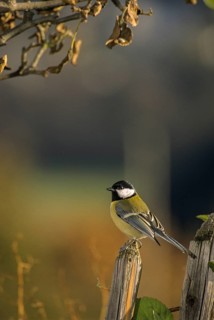 Great tit, great tit, parus major, birds, garden, garden fence, garden fence, high size, portrait