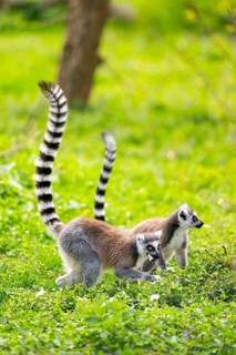 Ring-tailed lemur (Lemur catta) walking in the grass, captive, Germany