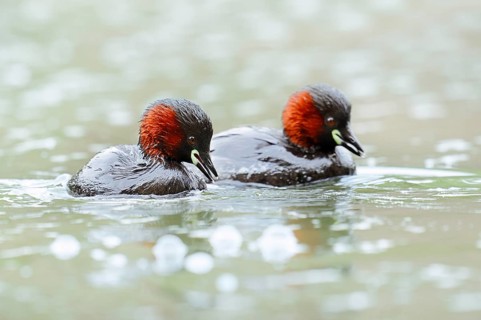 Little grebe (Tachybaptus ruficollis), pair swimming, North Rhine-Westphalia, Germany