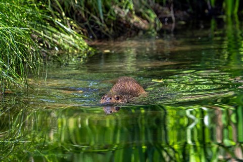 Eurasian otter, European river otter (Lutra lutra) swimming in pond, stream