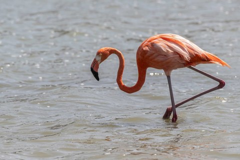 Cuba flamingo (Phoenicopterus ruber), Curacao