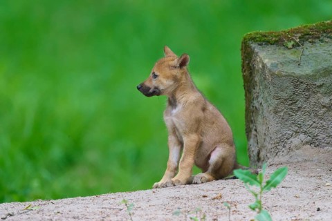 A puppy is sitting on its side in a green setting next to a moss-covered stone, wolf (Canis lupus),