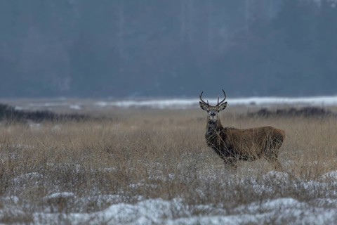Before the red deer (Cervus elaphus) follows the does, it takes great care to ensure its safety,