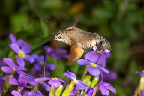 A dove tail (Macroglossum stellatarum) sucking nectar from blue cushions (Aubrietta)