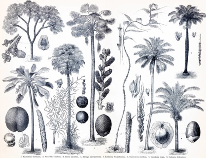 Palms, Hyphaene Thebaica (1), Mauritia vinifera (2), Cocos nucifera (3), Cocos Sacchaarifera (4),