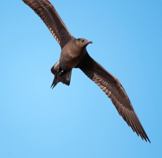 Arctic hunter, arctic skua, arctic tern, Norway, parasitic hunter, parasitic skua, parasite