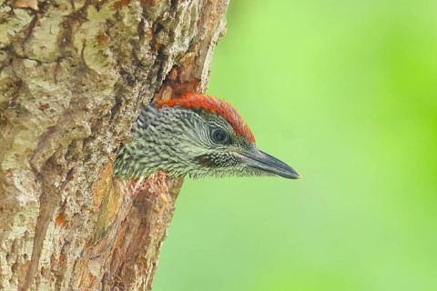 An impatient young green woodpecker (Picus viridis), a young woodpecker soon to take flight, peeks