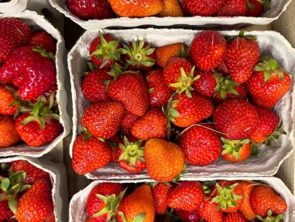 Freshly picked red strawberries fruit in small cardboard basket displayed by grocery store grocer,