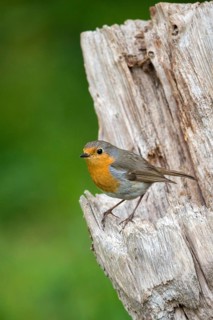 Erithacus rubecula, robin, robins, birds, high size, portrait format, passeri, songbirds, birds