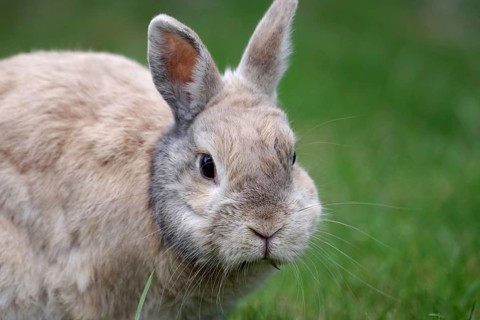 Domestic rabbit (Oryctolagus cuniculus forma domestica), portrait, in a meadow, Germany