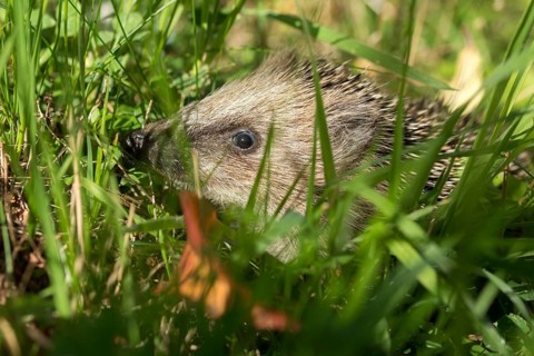 Erinaceus europaeus, hedgehog, insectivora, insectivora, insectivora, adolescent, juvenile,